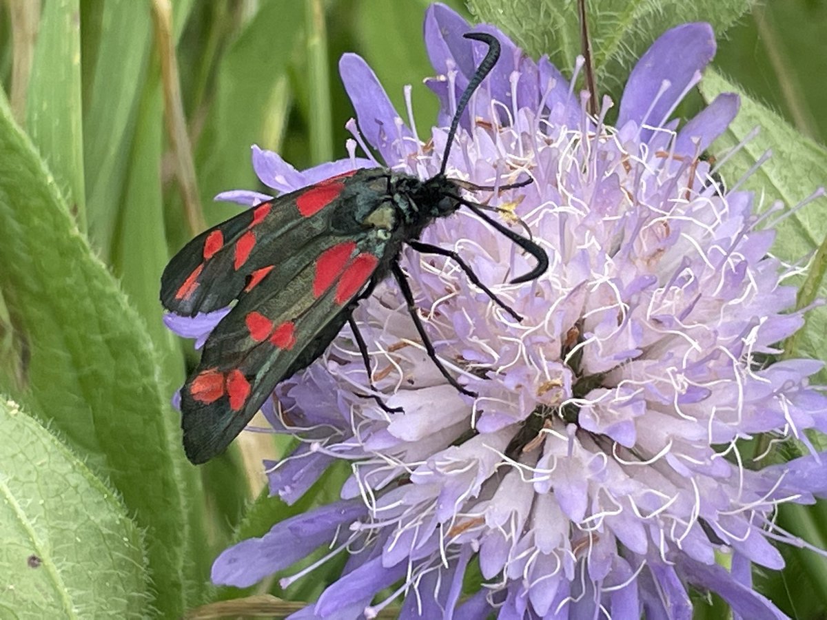 ZwartblesIE's tweet photo. My favourite day time moth has emerged in great numbers this year.
The six spot burnet https://t.co/DsmXoIramm