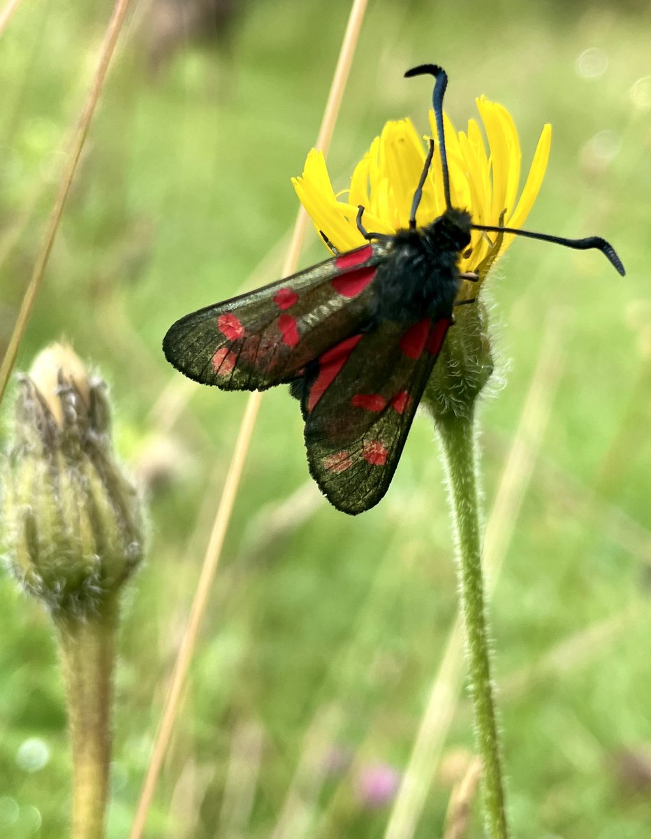 ZwartblesIE's tweet photo. My favourite day time moth has emerged in great numbers this year.
The six spot burnet https://t.co/DsmXoIramm