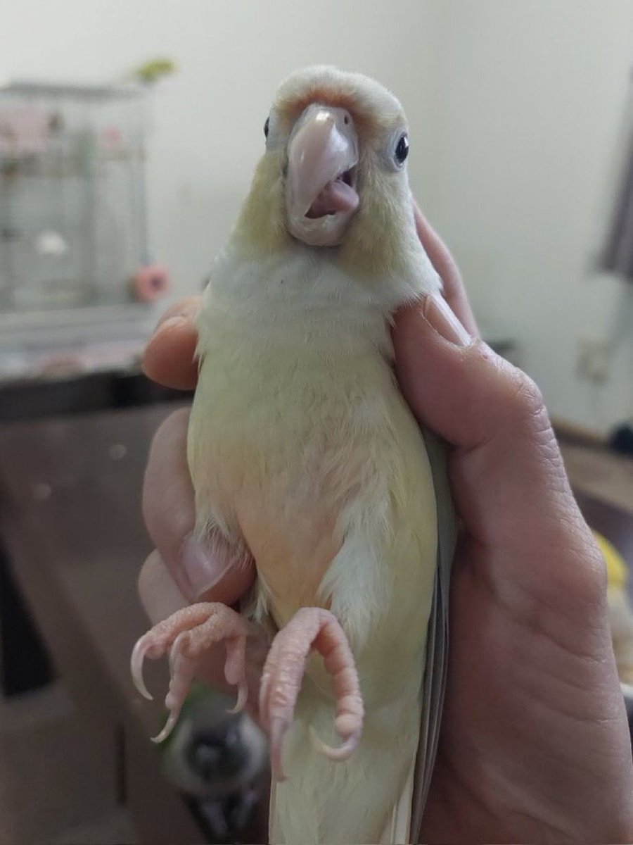 ContextBirds's tweet photo. 😜 https://t.co/inQzTJ6e6l