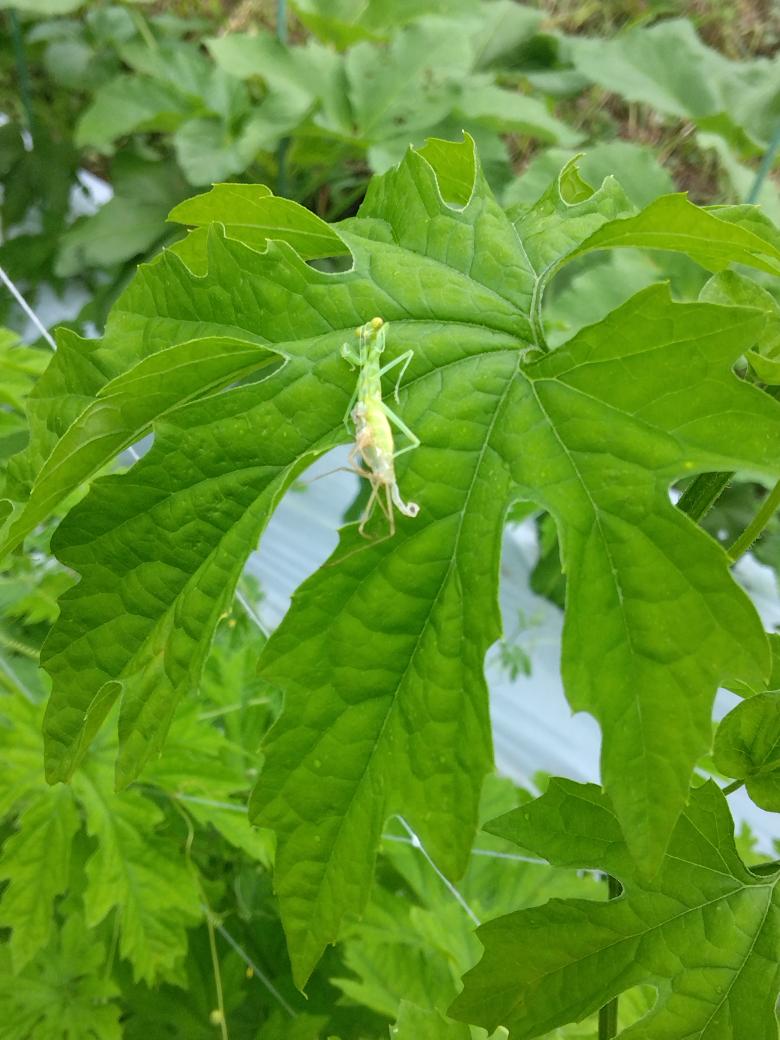 neku273's tweet photo. カマキリの脱皮は初めて見た！？ https://t.co/GNACwKNzqI