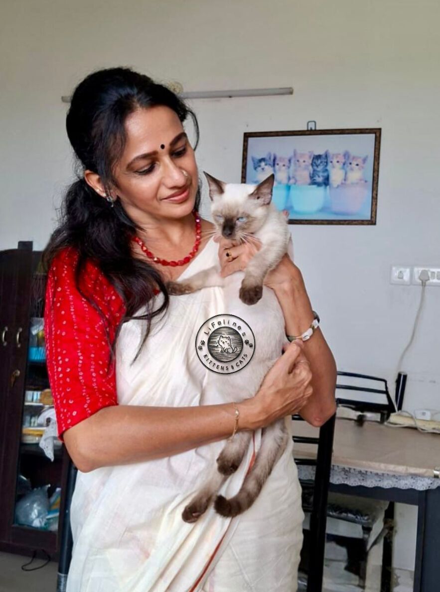 LiFelines_Cats's tweet photo. A wonderful day for another happy family in Kochi, Kerala India ! Our healthy purebred Siamese kitten arrived safely, ready to share endless love and playful moments. Thank you for choosing us to welcome your newest furry family member.

#Siamese #cat
#kitten
#kochi #india https://t.co/fa8Zkc8Uie