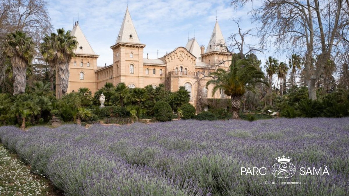 ParcSama's tweet photo. 💜 ¿Sabías que “#Lavanda” viene del latín lavare (lavar)?
Los romanos ya la usaban en sus baños 🛁
🌿Un aroma que relaja… desde hace siglos
✨Ven a descubrirla en el #ParcSamà 💜
#Cambrils #CostaDaurada #CamposDeLavanda https://t.co/dnDhaVnjiR