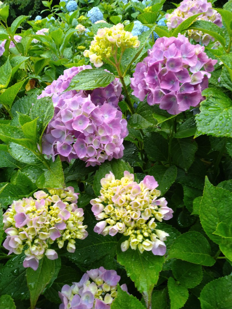 atuumi1's tweet photo. 雨の日は紫陽花を見るに限ります。 https://t.co/qiPpSh19OS