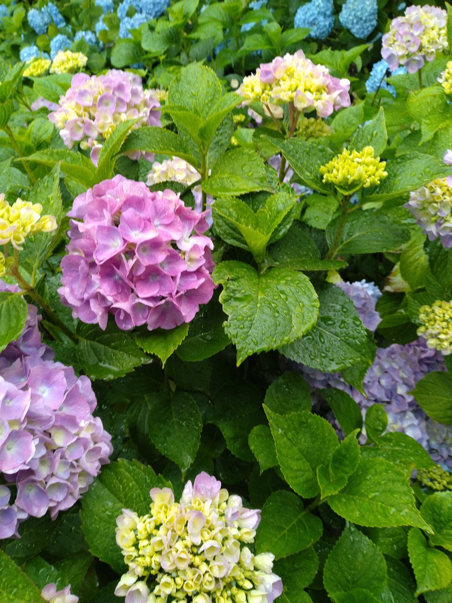 atuumi1's tweet photo. 雨の日は紫陽花を見るに限ります。 https://t.co/qiPpSh19OS