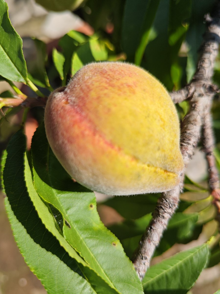 TheMizOwnsAll's tweet photo. Just tried the seasonal organic peaches from the local farm—super juicy, fragrant, and 100% natural sweetness, no added sugar. Perfect for a light snack! https://t.co/ljZ7ENw6I7