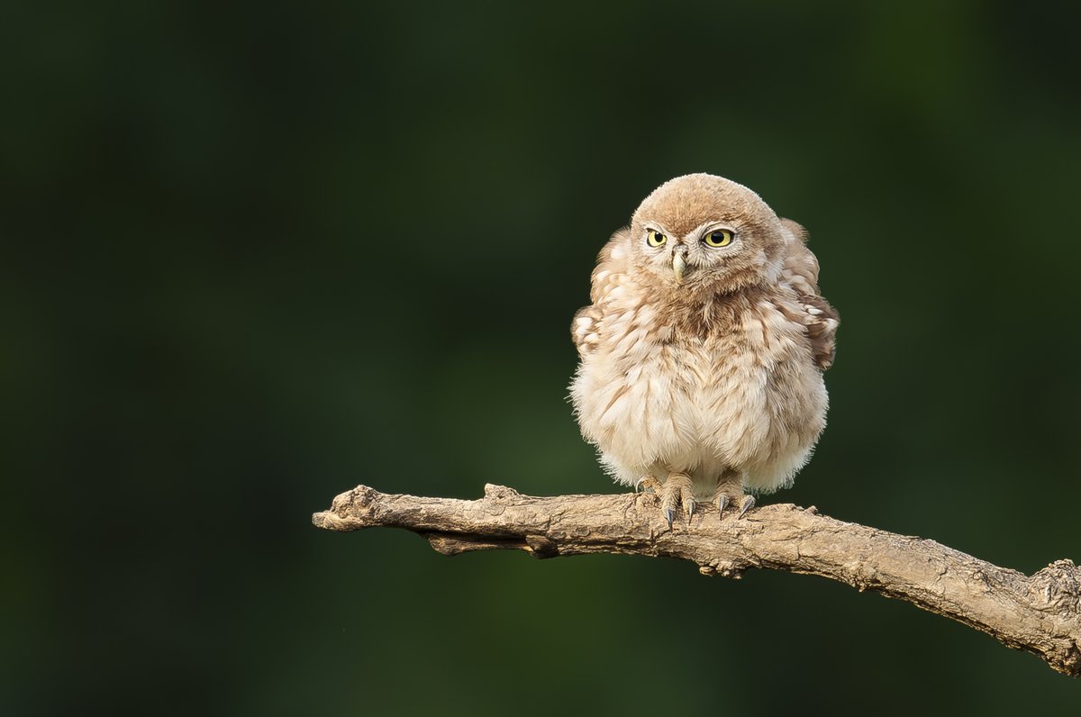 linjianyangbe's tweet photo. Little Owl (纵纹腹小鸮,Athene noctua ), in Hebei province.  
It is under second-class state protection in #China. 
🌹郑拓凡 https://t.co/wtyLUHsnvw