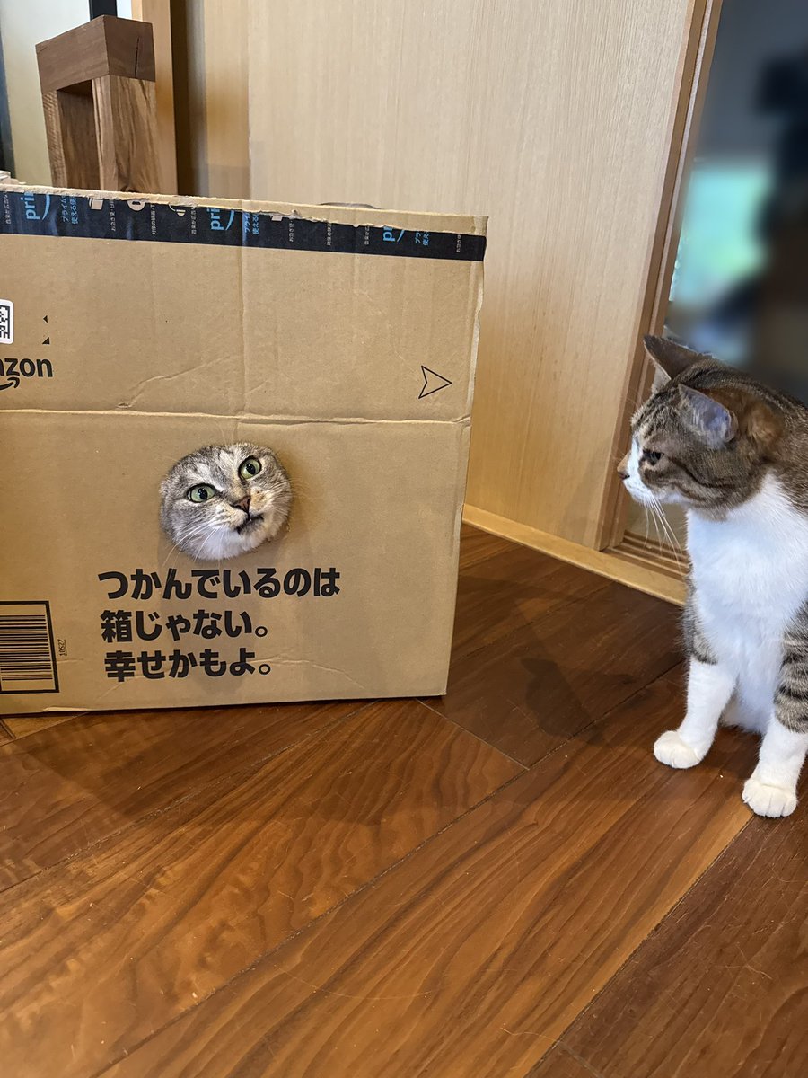 ⭐︎まちこ✩︎ maomao_mew 📦🐱