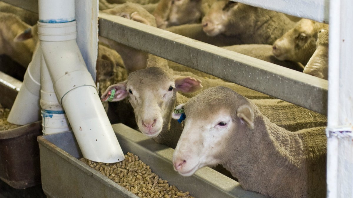 AustLiveExports's tweet photo. The Global Livestock Fleet Report doesn’t condemn our #livex sector, it validates what we’ve been doing well for decades. Australia's livex industry should be judged on its own record - By Mark Harvey-Sutton - Australian Livestock Exporters’ Council (ALEC) https://t.co/VqlnIt0Dvr https://t.co/PIzcrFi83M