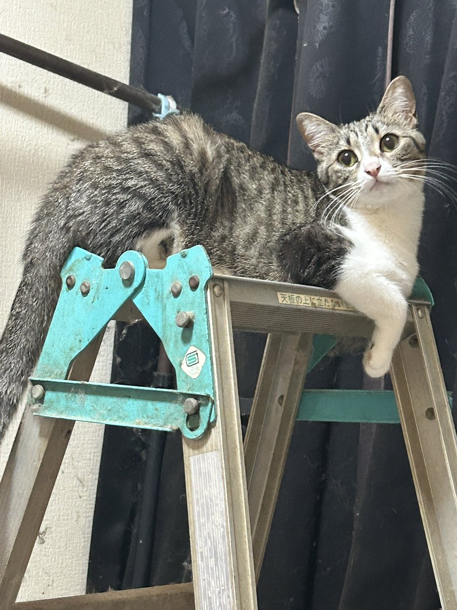 kararin24's tweet photo. 生存確認用🐱 https://t.co/xC7VRkPLGe