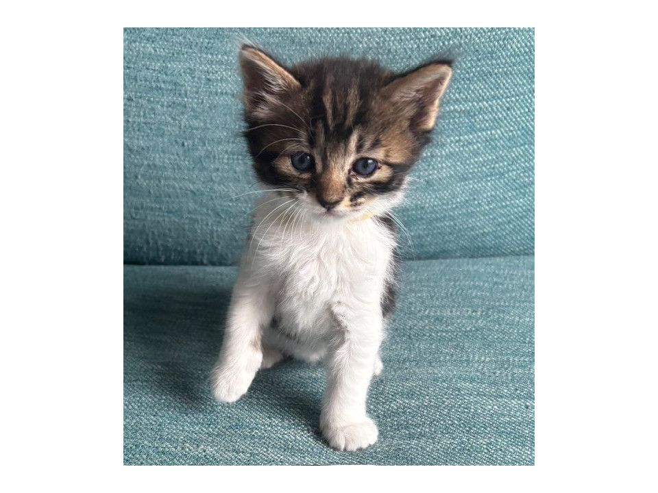 tokyo_foster's tweet photo. むらさきくん
東京都 ♂ 生後1ヶ月 のネコちゃんです。
 #猫の里親募集 #東京都 https://t.co/c6Qo66d6UB