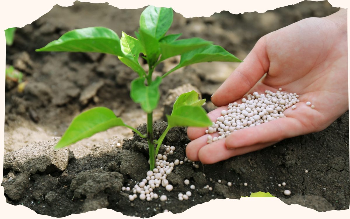 ksestocksdotcom's tweet photo. JS Global on #FertilizerSector: "Urea offtake during the month is expected to increase by 41% MoM to 592k tons.
On a company-wise basis, #FFC is likely to report Urea sales of 306k tons, including 57k tons of granular Urea, reflecting an increase of 19% MoM and 14% YoY.
#EFERT, on the other hand, is expected to post Urea sales of 106k tons, up 145% MoM and (-49% YoY). Meanwhile, #FATIMA is likely to record Urea sales of 140k tons, representing a 72% YoY increase."
@JSGlobalOnline
#PSX #PAKISTAN