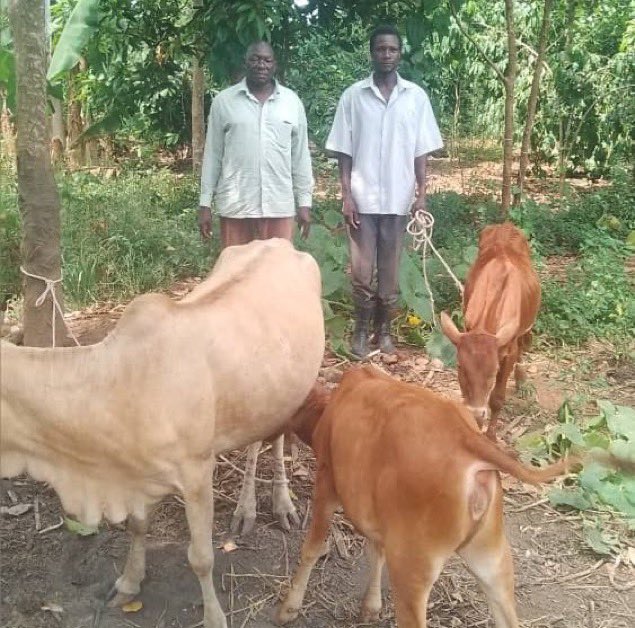 MbabaziHanning's tweet photo. βParish Development Model is transforming livelihoods through productive investment,βONC Buyende monitoring shows Mr. Stephen Bakaleke of Bubugudho Village grew his dairy farm from 1 to 3 cows under UGX 1M PDM support. He earns from milk, pays fees & expands #PDMWorks #ONCUpdate https://t.co/ZjMxzWaSxh