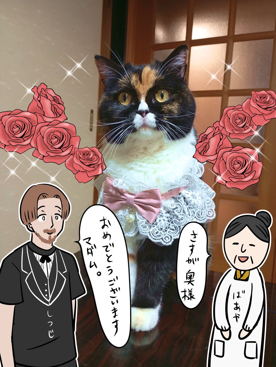 マダム猫の古民家暮らし』の重版が本日刷り上がりました！🎉 たくさん