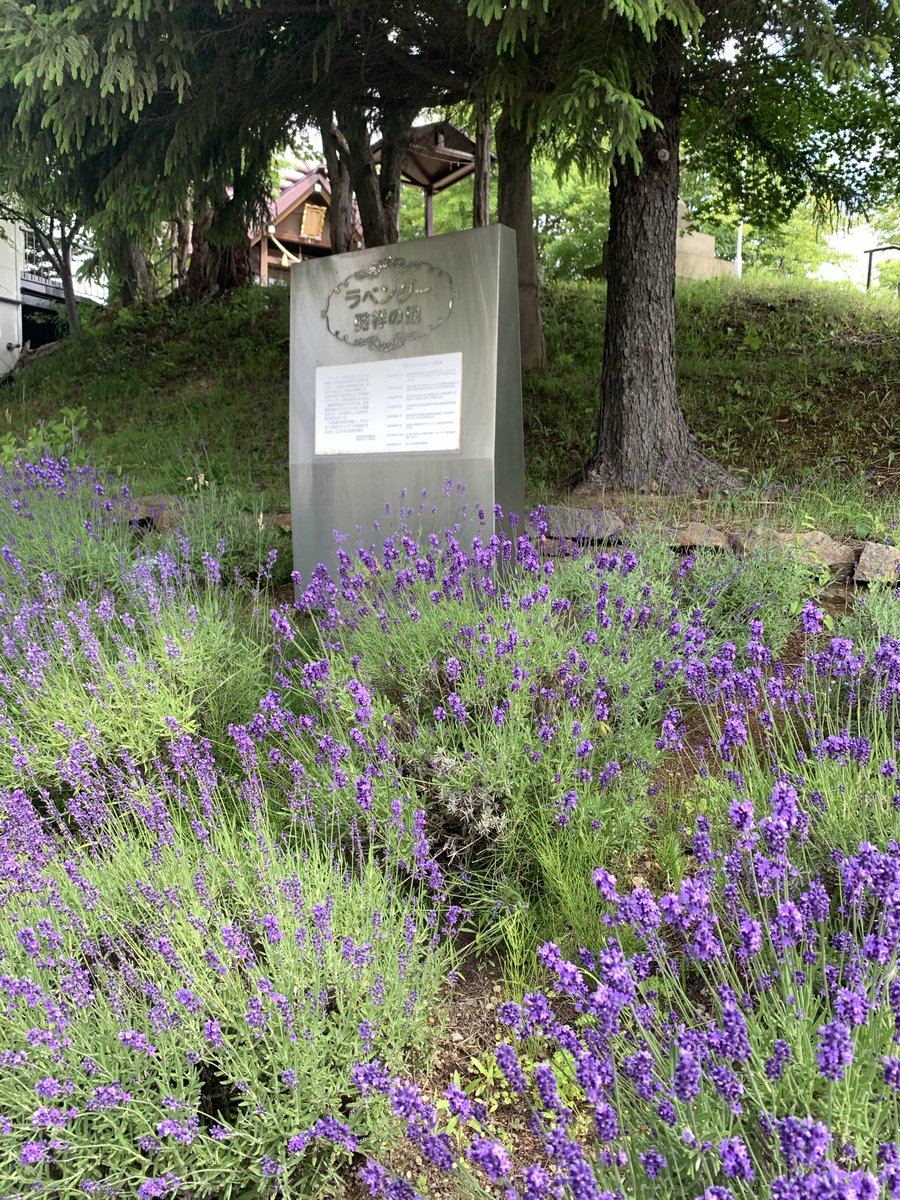 looksocia's tweet photo. 実は南区の南沢地区はラベンダーの発祥地でもあるんですよ。南区の大学ではラベンダー畑を無料で開放していたり(期間あり)、道路沿いにはたくさんのラベンダーが咲いています。初夏のラベンダーを楽しんでみてはいかがでしょうか😊
#ラベンダー
#ソシア#ソシア川沿＃メガネサロンルック https://t.co/YuwyaYIlE9