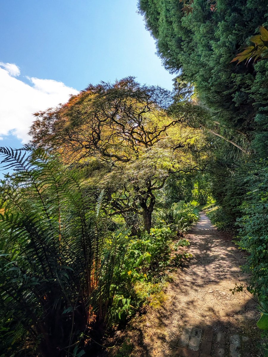 pocketireland's tweet photo. Golden Canopy of Mount Usher
https://t.co/2Zx7cPMEjP
#photography #EastCoastKin #TeamPixel #Landscape #Nature #JapaneseMaple #BotanicalGardens #Wicklow #IrishGardens #WicklowWalks https://t.co/8wFL4M3iW1