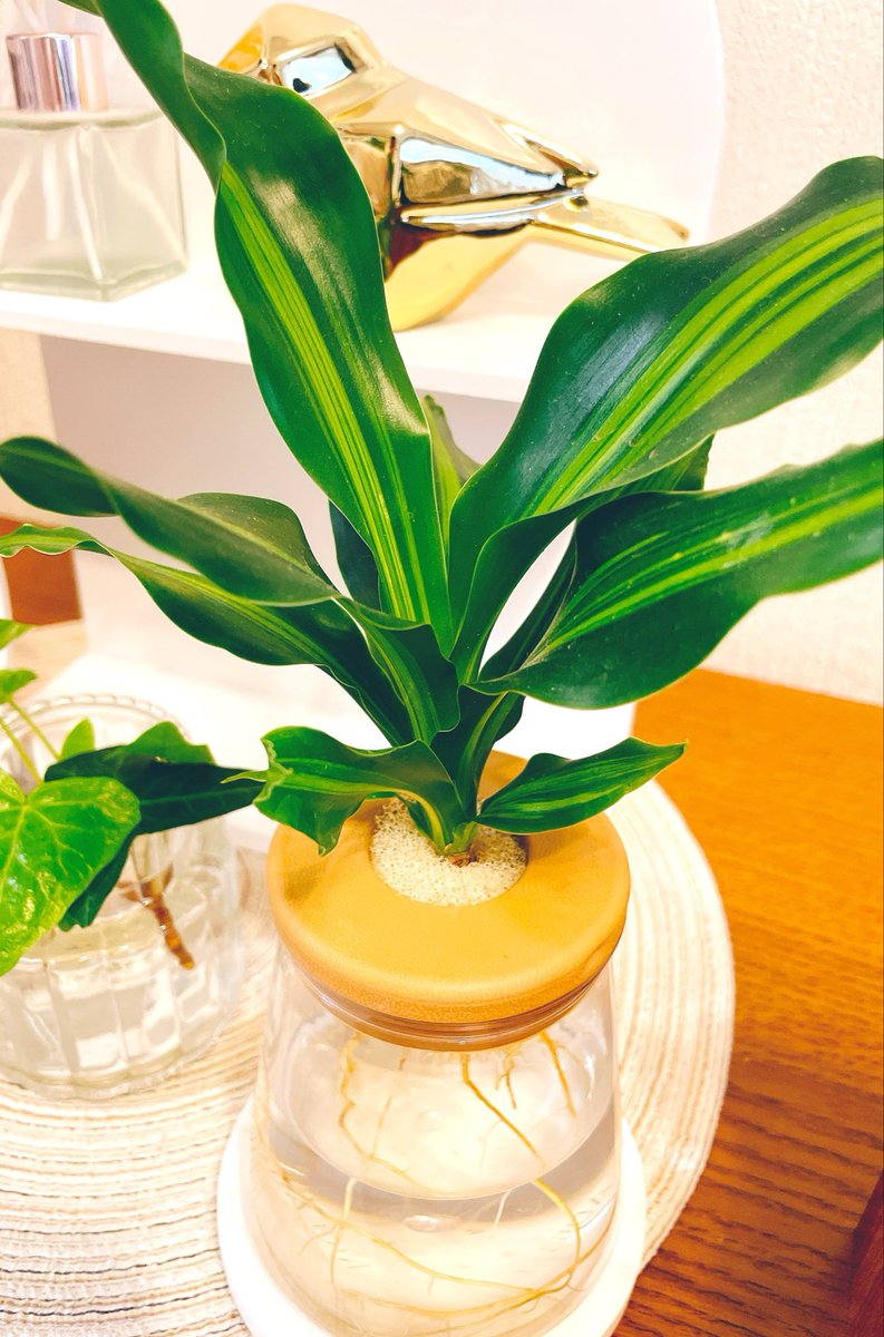LEON_AngelStar_'s tweet photo. 私は最近植物を育てる事で少し和む🪴
なんだか植物でも生き物だから
元気かな？とか水大丈夫かな？とか
気にかけてあげるのが好き🌿🤍 https://t.co/CwZyExS93S