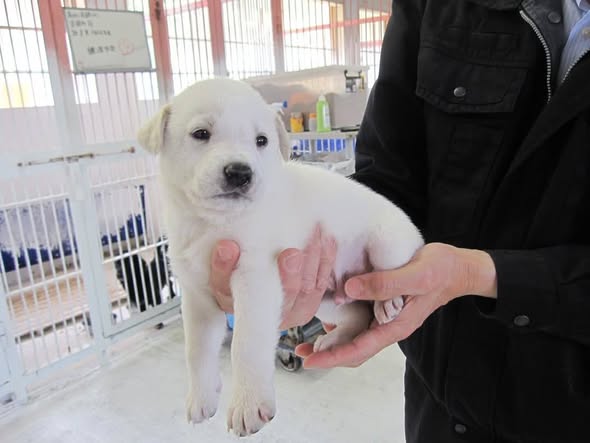 TerazoDog's tweet photo. 美しいでしょ？☺️

子犬の頃、保健所から迎えた雑種犬です🐾 https://t.co/W7M4Y6P2BH