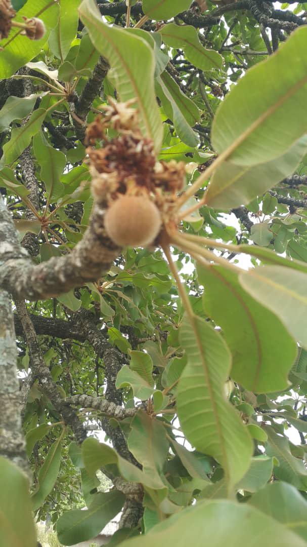 PelereGroup's tweet photo. Nilotica Shea Fruit Month is here! 

Harvest season has begun in Northern Uganda, bringing nature's finest gift to the world💚.

#MadeInUganda #SheaHarvest https://t.co/9l6FMJj802