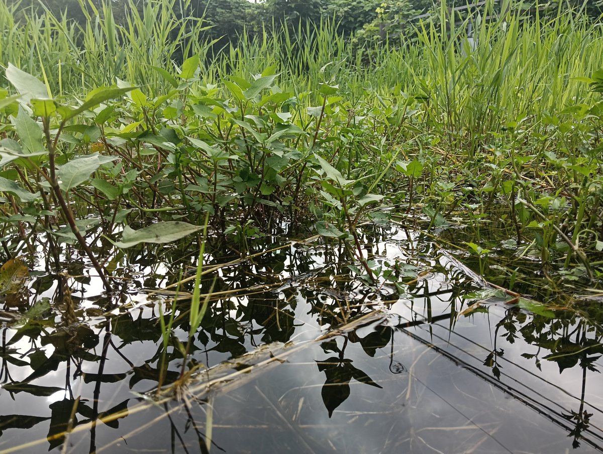 water_area's tweet photo. いい湿地になったけどなんか埋め立てるかも知れないらしい https://t.co/8ynfC1KFIj