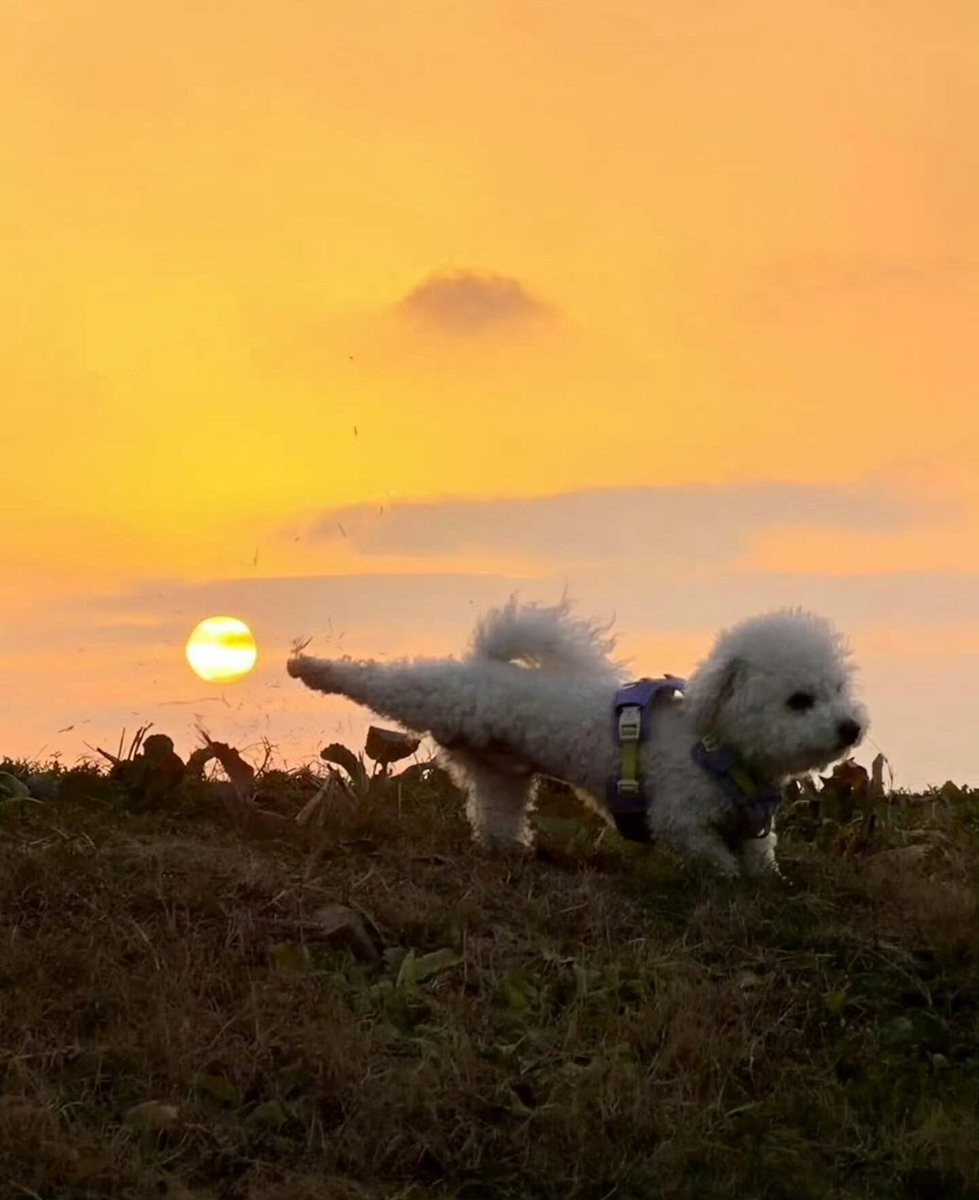 chaplin_ju98765's tweet photo. The best hiking partner has four paws. Together we chase mountain trails, watch the sunset, and celebrate every stop like it's the destination. 
#dog #hiking #nature #sunset #outdoors #dailyshare #healing #adventure #lifestyle #pet https://t.co/pHDg8Bmxra