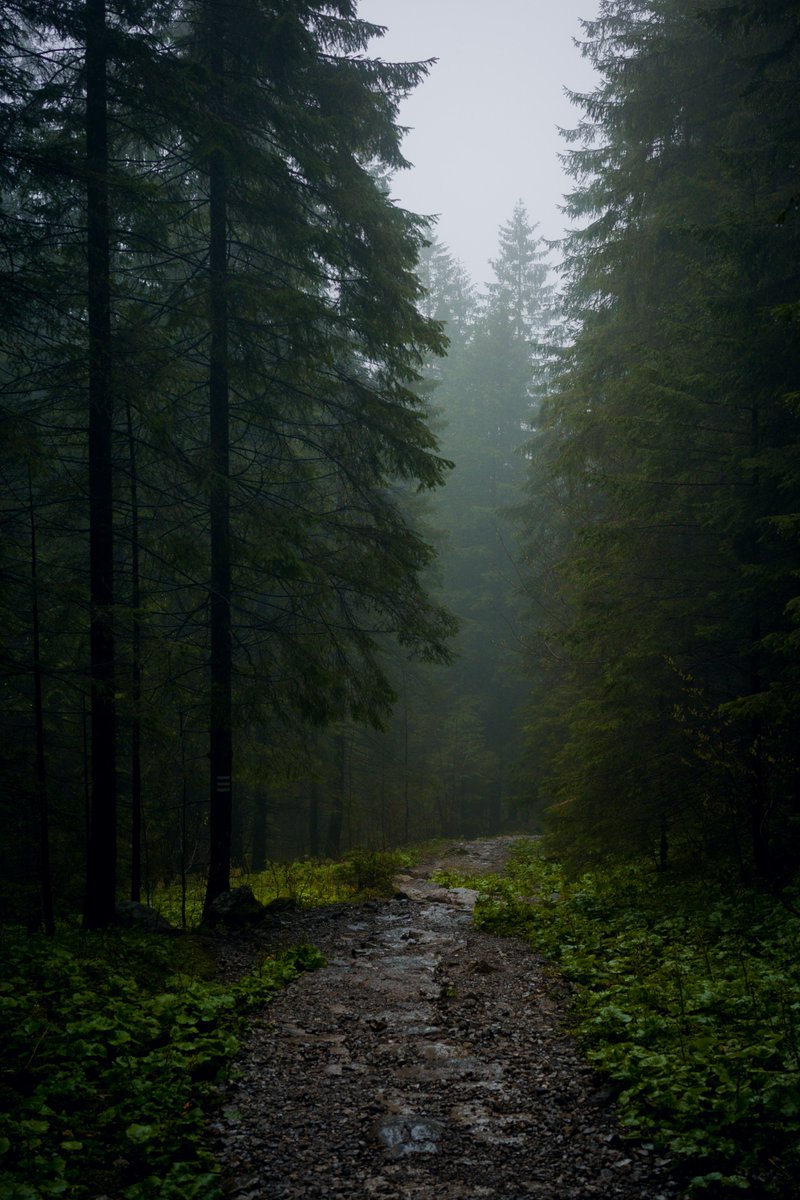 earthcurated's tweet photo. "The path ahead may be foggy, but every step forward brings clarity. Keep moving. https://t.co/riGEXs5CY9