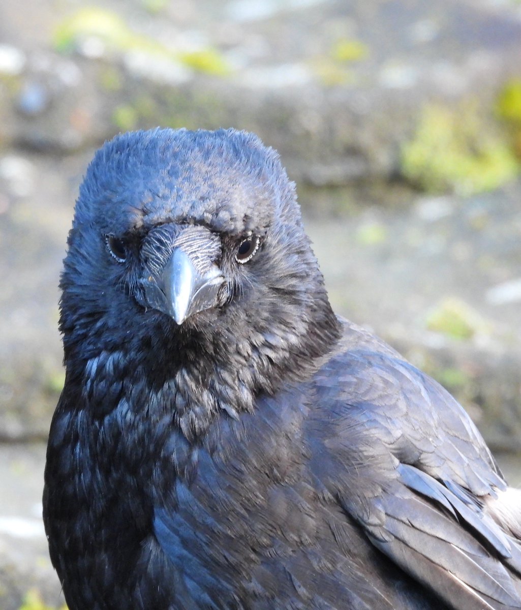 Post by Bwarropics on X: Dad crow