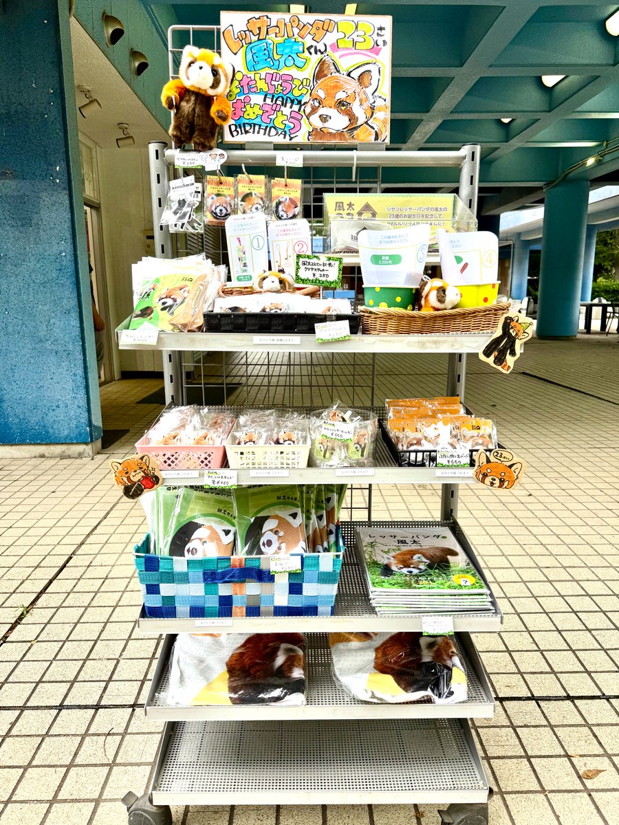 chibazoo1985's tweet photo. 明日から風太くんの誕生日記念グッズを展望売店で販売します‼23歳という特別な年を記念した限定グッズです。ぜひ一緒にお祝いしてくださいね！（数に限りがございまので、お並びいただいても完売している場合がございます。あらかじめご了承くださいませ）#風太くん ＃23歳 #お誕生日おめでとう https://t.co/kSXrWeT3Zi