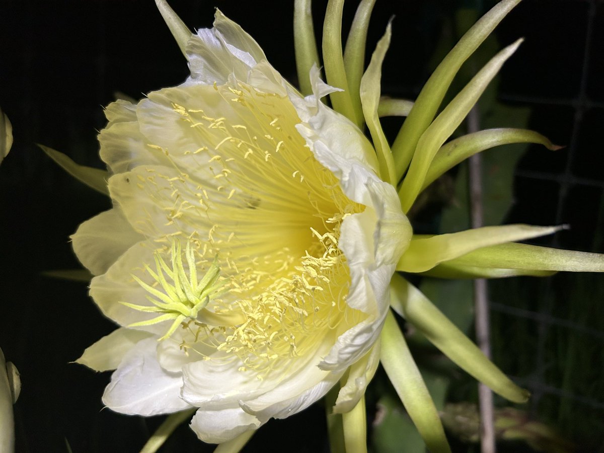 eloBROWN_'s tweet photo. Round two tonight,.. nothing sexual about this photo, or hand pollinating the flower.. https://t.co/K60WWfgSks
