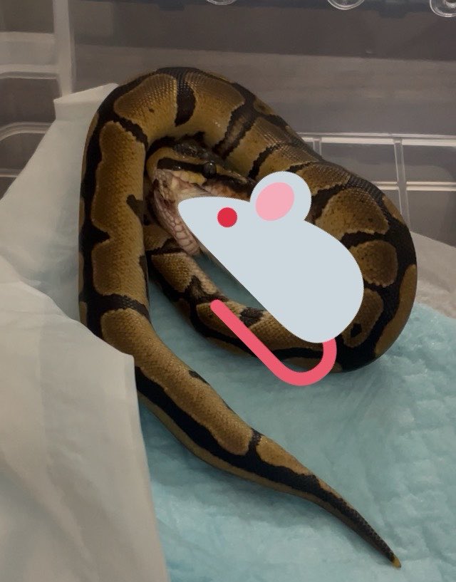 FroseGarden's tweet photo. 今日でピンクマウスは卒業してファジーにチャレンジ！
ちゃんと食べてくれた☺️
お腹パンパンできゃわわ
＃ボールパイソン https://t.co/XevcD5YfOj