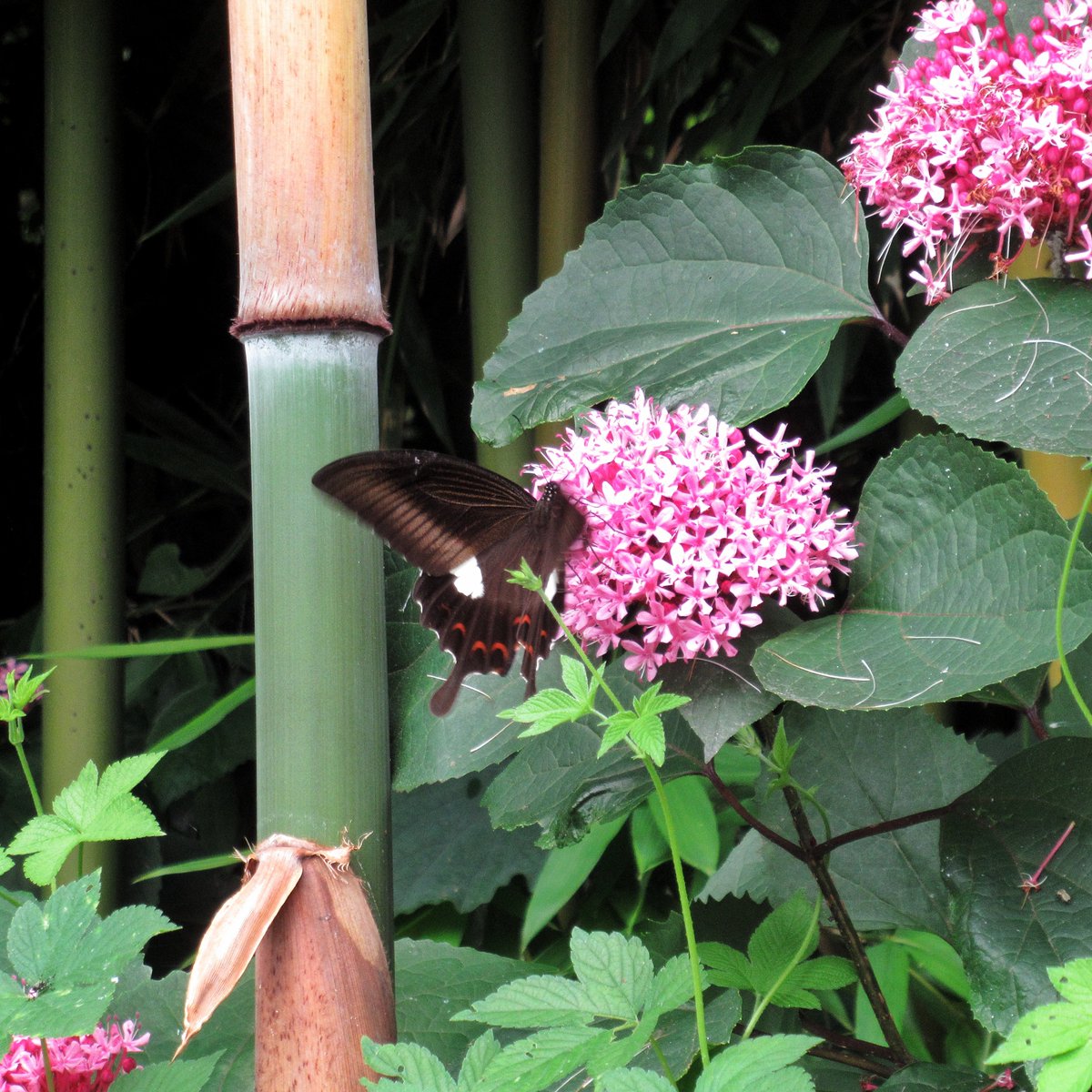 tdr_ytk's tweet photo. #insect #昆虫 https://t.co/SE6eoF2z6o