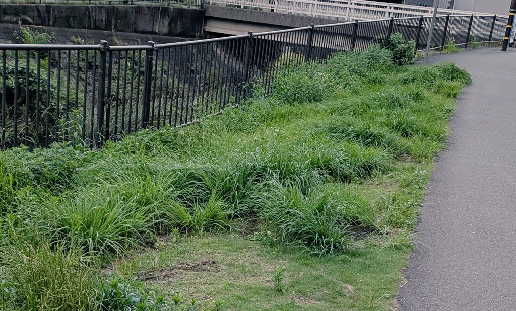 LIFEBASE2015's tweet photo. 詳しい方、教えてください🙇
横浜市内の道路脇や遊歩道の雑草放置が例年にないレベルで、酷いのは、国際園芸博覧会GREEN×EXPOに税金と人的リソースを使っているからでしょうか?
#横浜市 #雑草 #住民税高い
#国際園芸博覧会 #GREENEXPO https://t.co/ZDzw6AHpkg