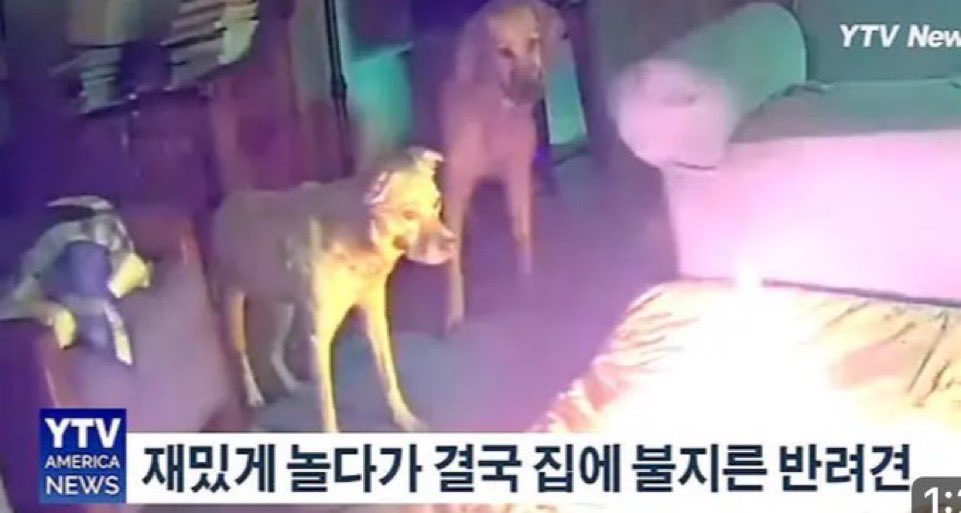 rhdejrdusrhd's tweet photo. 이거                 레온      바톹
근데 불낸견은 바톨견일듯
           레온 .•ㅇ ( 아 ㅅㅂ ) https://t.co/p1i2kh9Gdz