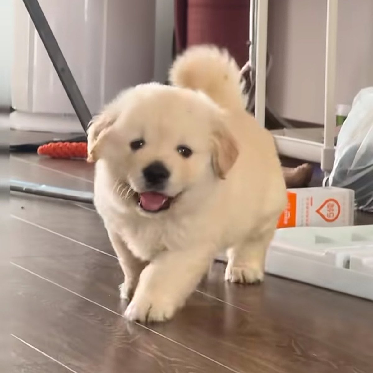 takemybear 🐶 tweet media