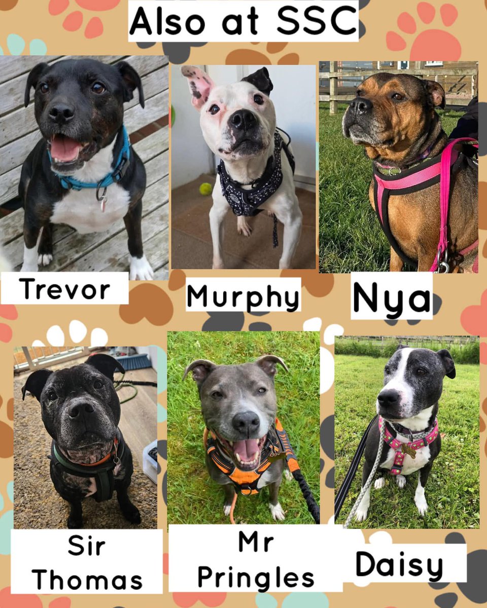 Senior Staffy Club Dog Rescue tweet media