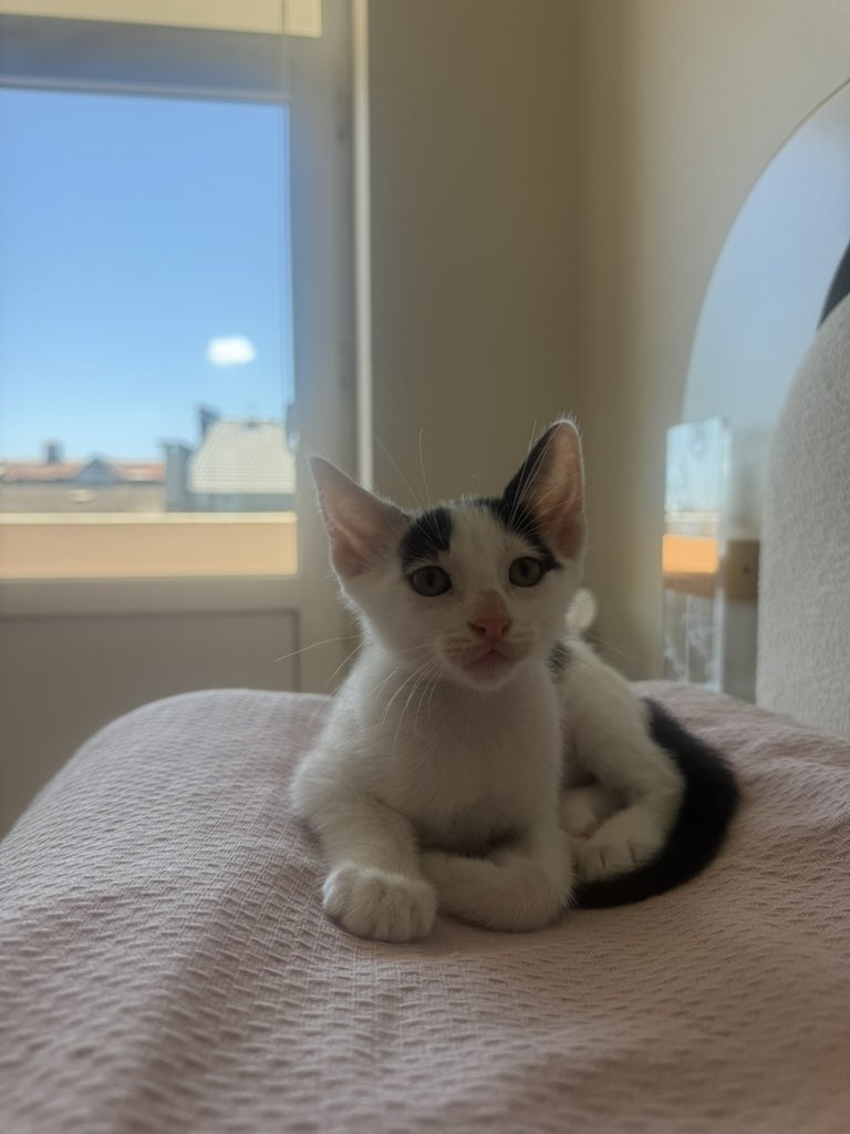 cattingwoman's tweet photo. bugüne kadar duyduğunuz tüm bahaneleri unutun. bu bebeği almaya gelenler ön kolları arka bacaklarından kısa duruyormuş diye istemediler 🥸 
sözleştik bir de yuva aramayı bile bırakmıştım alacaklar diye. 
yeniden yuva arıyorum 
istanbul 2 aylık https://t.co/iRgBksyUmJ