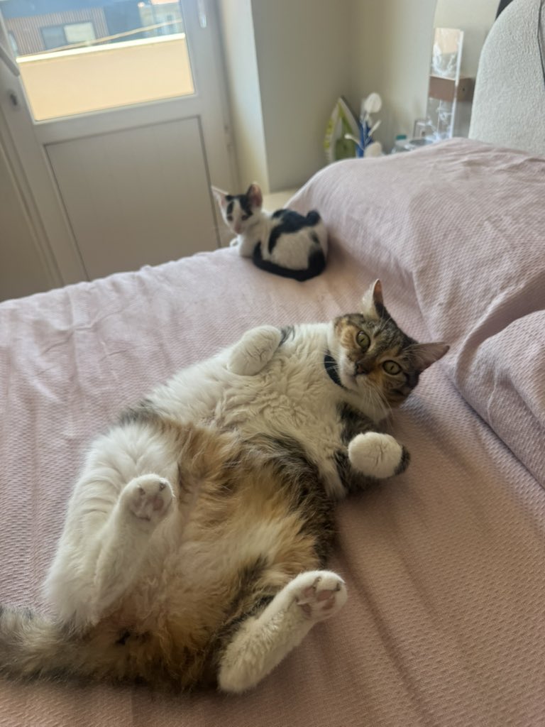 cattingwoman's tweet photo. bugüne kadar duyduğunuz tüm bahaneleri unutun. bu bebeği almaya gelenler ön kolları arka bacaklarından kısa duruyormuş diye istemediler 🥸 
sözleştik bir de yuva aramayı bile bırakmıştım alacaklar diye. 
yeniden yuva arıyorum 
istanbul 2 aylık https://t.co/iRgBksyUmJ