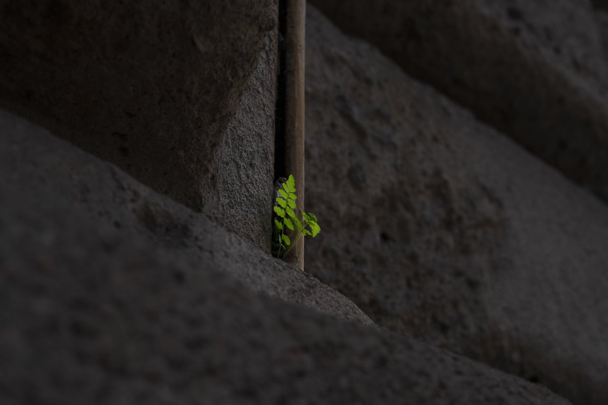 fratunaj's tweet photo. Milano, marzo 2026
"RIEMERGERE"

📷 Sony α7 III - 50mm - f/5 - 1/125

#riemergere #milano #natura #streetphotography #photography https://t.co/AX4gkWrSJU