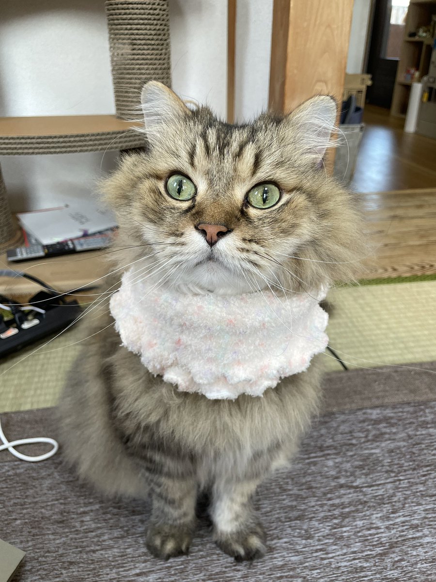 良かったら猫ちゃんに使ってください！っていただいたんだけど、使い方