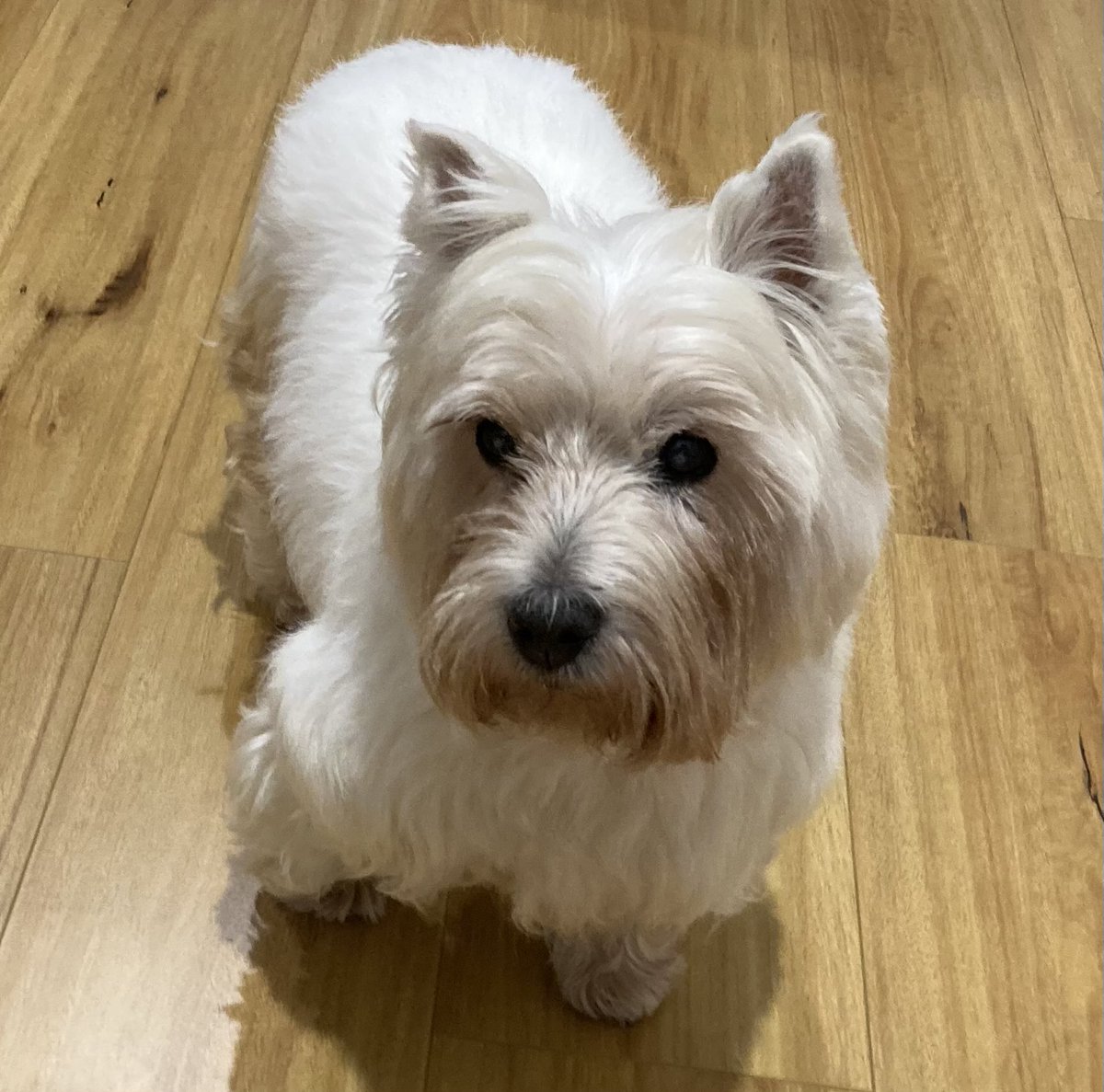 LilyBux's tweet photo. Lily is 17½ years old today ❤️ https://t.co/Fc5UiYWyu7