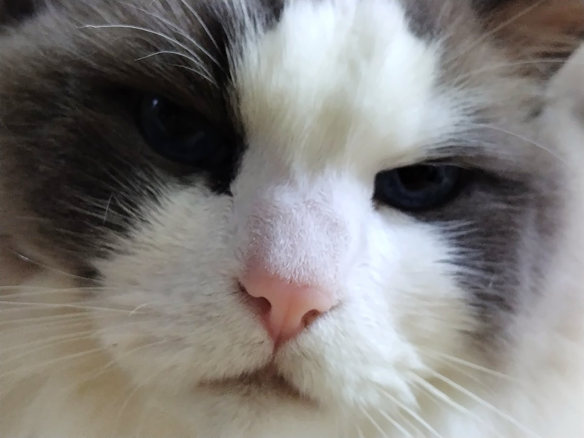 dashimaki357's tweet photo. うちのこ だしまき です https://t.co/8RHtf9RJVz