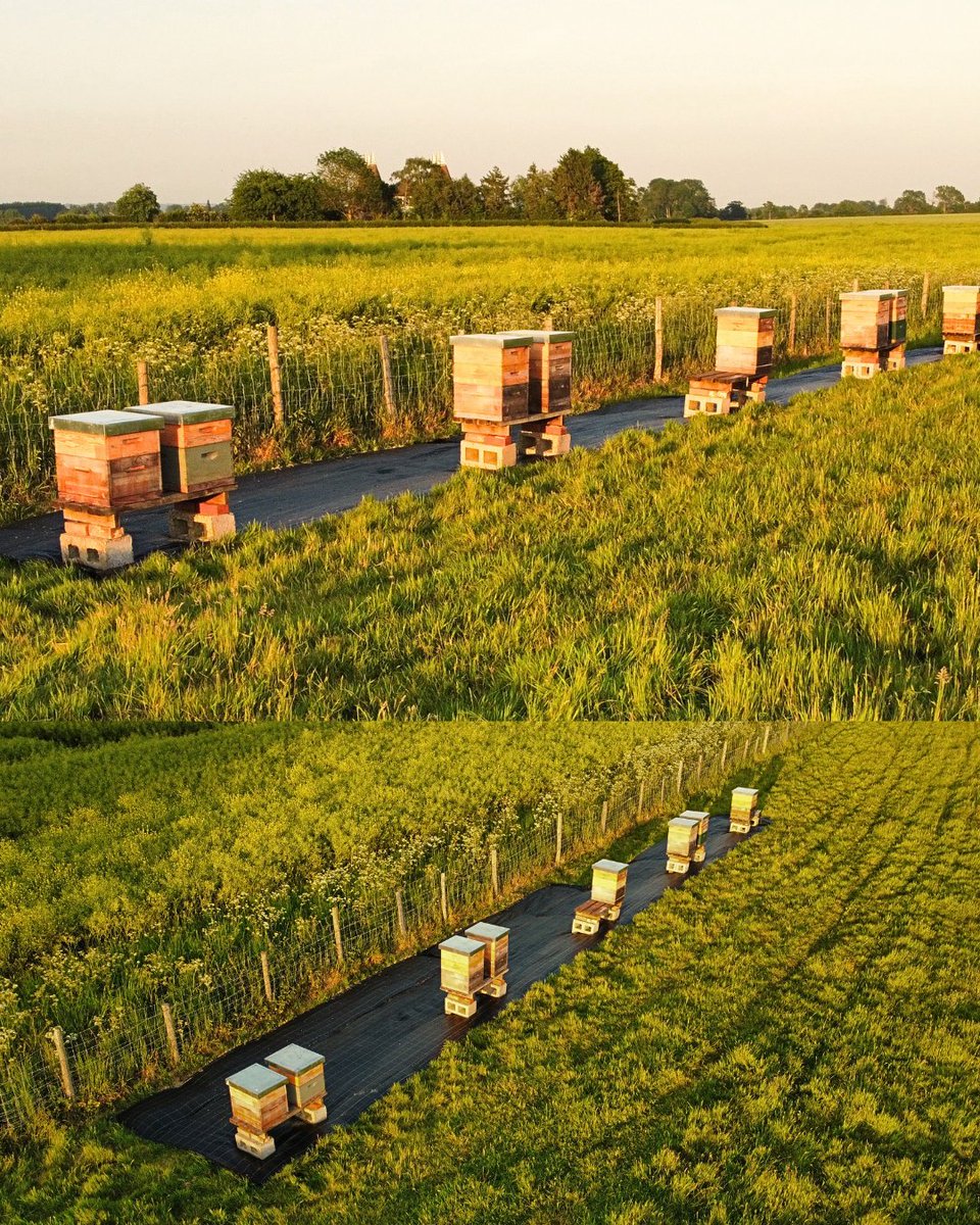 haywards1990's tweet photo. It really doesn't get much more local! ๐
These beehives are kept right here on the farm, producing this beautiful golden honey that we proudly stock in our farmshop๐ฏ
#HaywardsFarmShop #LocalHoney #KeepingItLocal #SupportLocal #FarmFresh https://t.co/ydf8Hv15hh