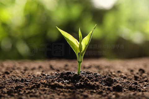 Breado" • Precise Market Analysis· tweet media