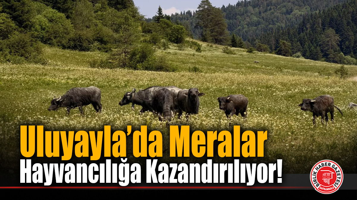habersafranbolu's tweet photo. https://t.co/JdFK3lOgfp
#hayvancılık #mera https://t.co/1eQQhYC5VU