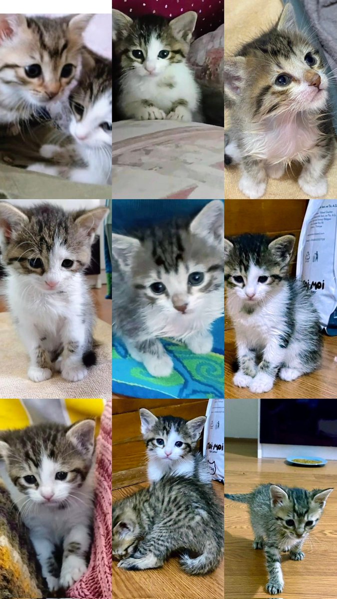 Yksel38434431's tweet photo. Ücretsiz Sahiplendirme
Tekir Minnaklar
1,5 aylık
Cinsiyet: 2 Dişi, 1 Erkek
Yer: Ankara
Tekir minnaklara ömürlük yuva arıyoruz. Evin balkonunda doğdular, henüz hiç sokağa çıkmadılar. Sokağa çıkmadan mutlu olacakları, sevgiyle bakılacakları, kalıcı yuvalarını arıyo 0545 710 61 83 https://t.co/awlGO45Eu1