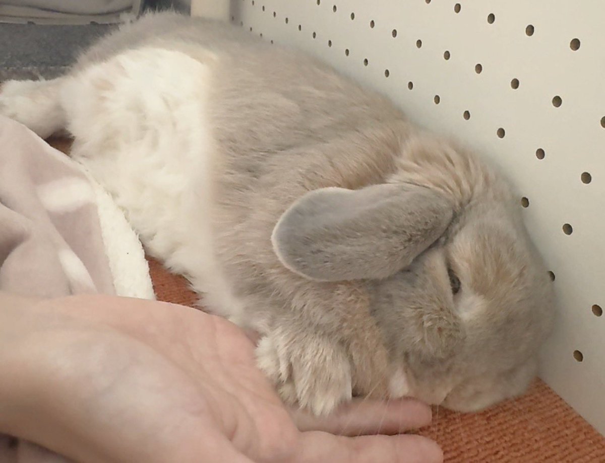 usaprn's tweet photo. お昼寝プリンは特に甘えんぼです🍼🐰💤 https://t.co/WsQB0grWb1
