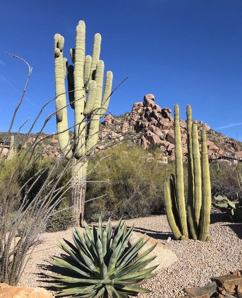 henrymichaells's tweet photo. 🌵🏜️ https://t.co/7RLRx3rqhf