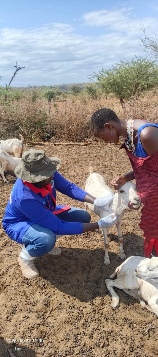 FAOKenya's tweet photo. #FAO under @EUinKenya funded #PLACE in collaboration with @Dir_vetservices &amp; #KajiadoCounty completed Pre-Vaccination Sero-Survey Field Sampling.

Field teams collected samples across seven wards in #Kajiado West Sub-County.

#SeroSurvey #AnimalHealth #OneHealth  #FAOKenya https://t.co/Ur3NMIelpv