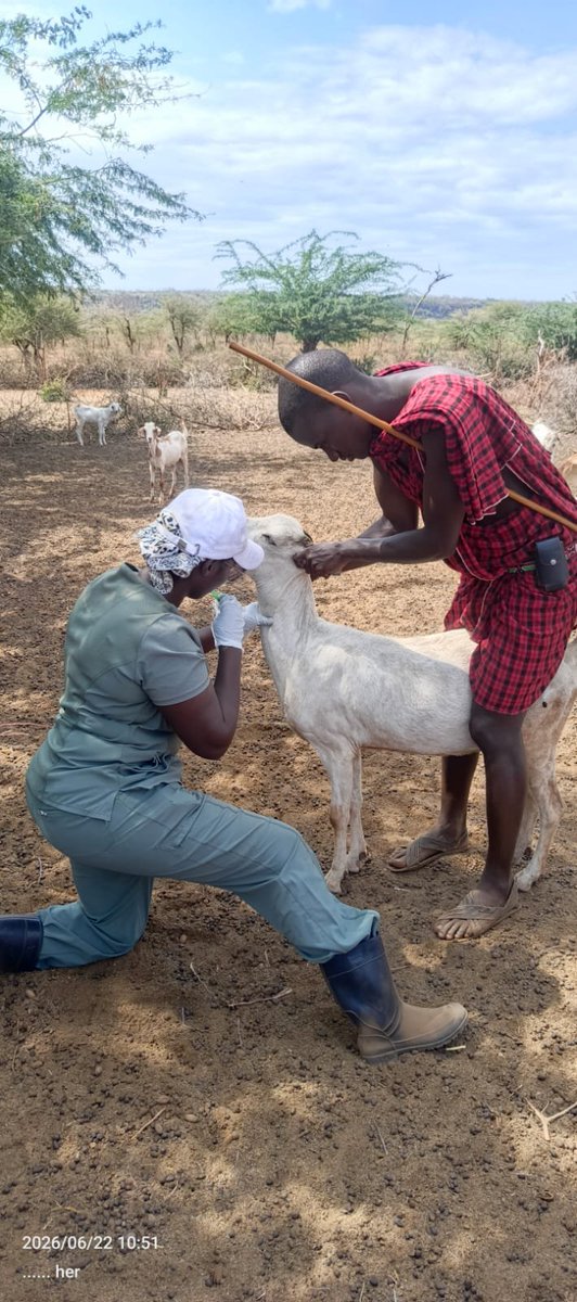 FAOKenya's tweet photo. #FAO under @EUinKenya funded #PLACE in collaboration with @Dir_vetservices &amp; #KajiadoCounty completed Pre-Vaccination Sero-Survey Field Sampling.

Field teams collected samples across seven wards in #Kajiado West Sub-County.

#SeroSurvey #AnimalHealth #OneHealth  #FAOKenya https://t.co/Ur3NMIelpv