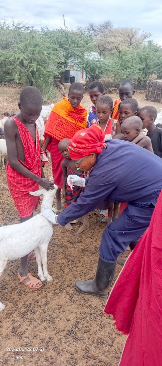 FAOKenya's tweet photo. #FAO under @EUinKenya funded #PLACE in collaboration with @Dir_vetservices &amp; #KajiadoCounty completed Pre-Vaccination Sero-Survey Field Sampling.

Field teams collected samples across seven wards in #Kajiado West Sub-County.

#SeroSurvey #AnimalHealth #OneHealth  #FAOKenya https://t.co/Ur3NMIelpv