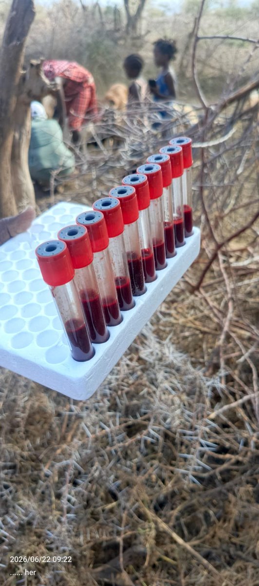 FAOKenya's tweet photo. #FAO under @EUinKenya funded #PLACE in collaboration with @Dir_vetservices &amp; #KajiadoCounty completed Pre-Vaccination Sero-Survey Field Sampling.

Field teams collected samples across seven wards in #Kajiado West Sub-County.

#SeroSurvey #AnimalHealth #OneHealth  #FAOKenya https://t.co/Ur3NMIelpv